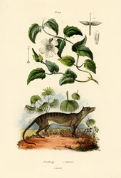 Tunbergia